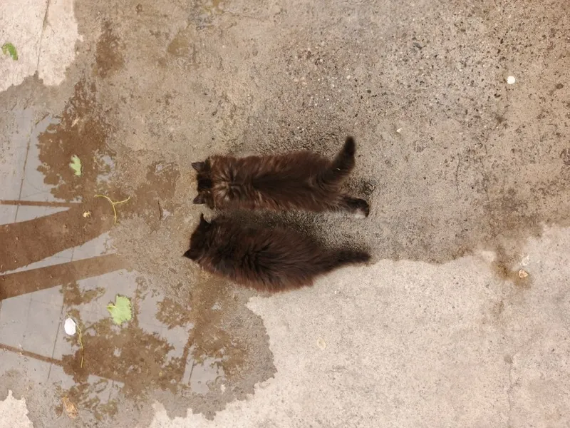 Mushukchalar sotiladi 1 ta qiz 1 ta oʻgʻil — фото 2