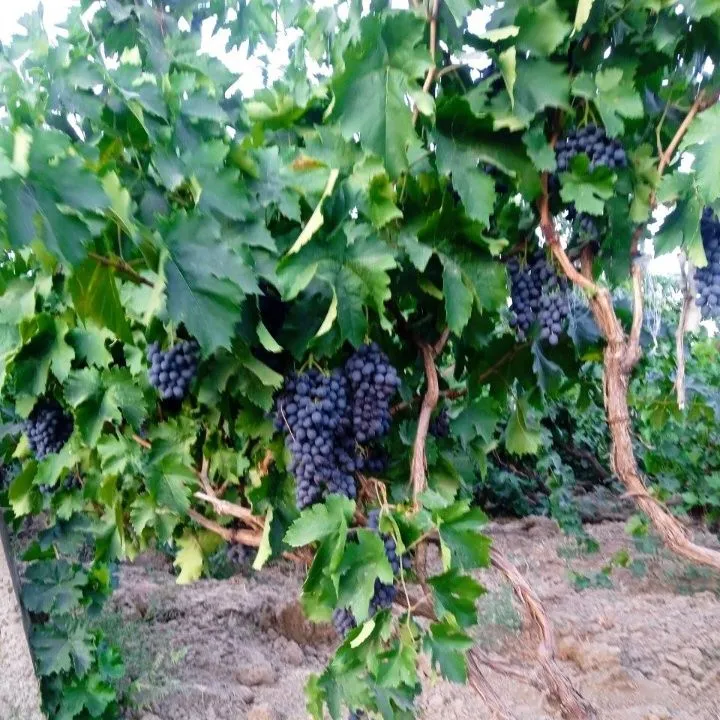 bog'larga shakl berish ko'chatlar bor — фото 3