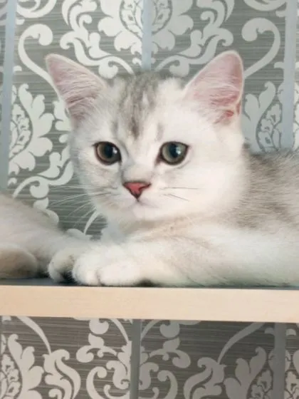 британский котик 4 британский котик 4