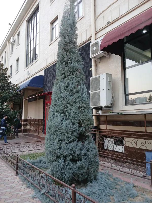 стрижка елок и деревьев — фото 2