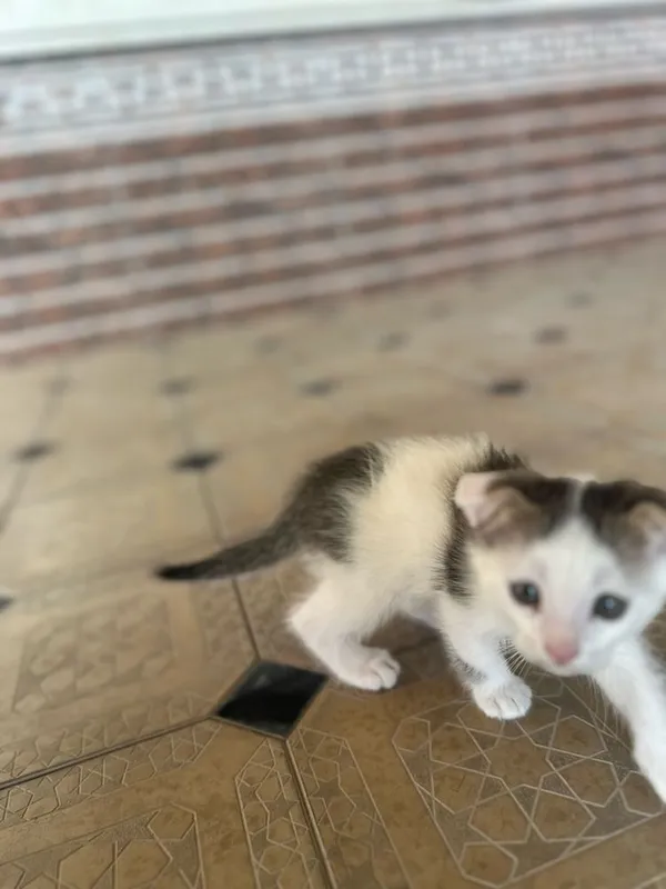 Котенок 2 месячный — фото 2