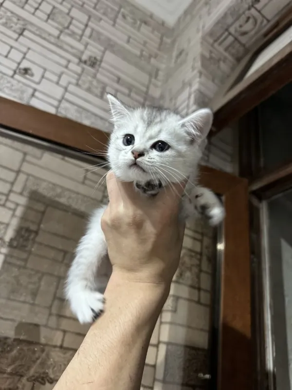 Серебристый шиншила — фото 3