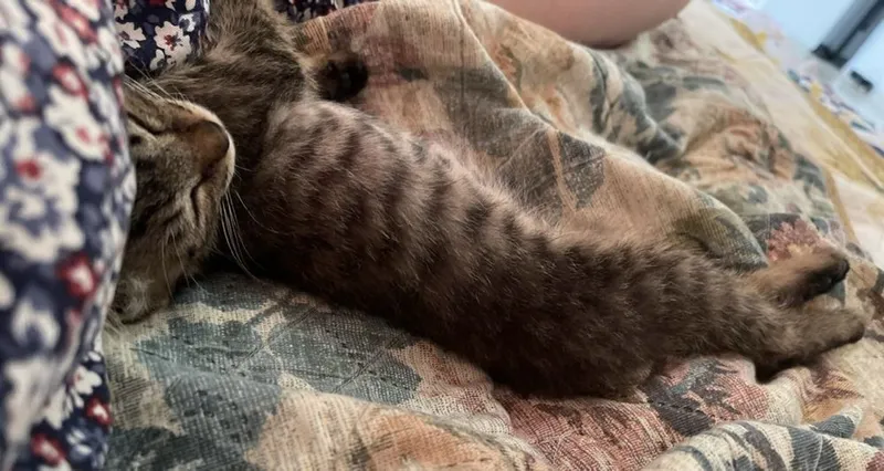 Котенок, 2-3месяца 4 Котенок, 2-3месяца 4