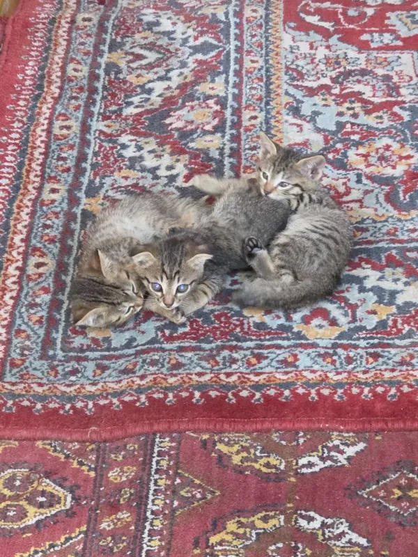 Zotdor mushuni bollari 1