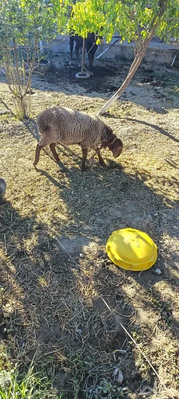 Quylar sotiladi 4 ta 3 Quylar sotiladi 4 ta 3