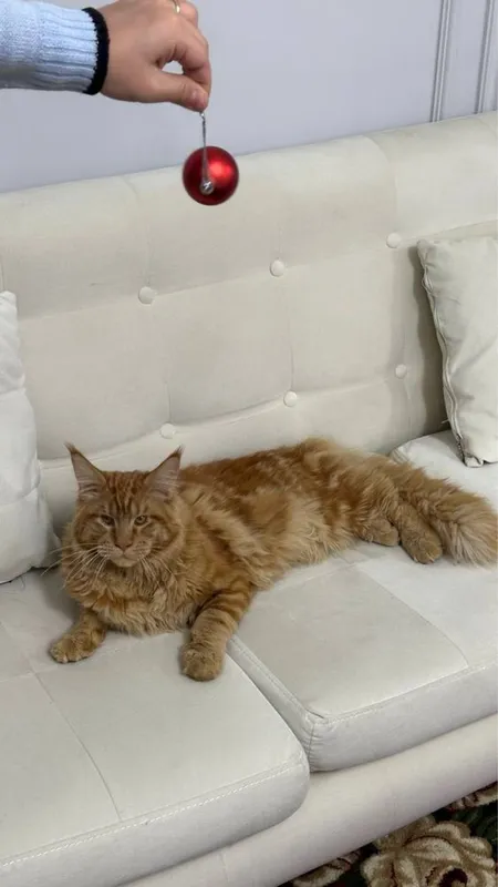 Премиальные котята Maine Coon | Элитная порода 6 Премиальные котята Maine Coon | Элитная порода 6