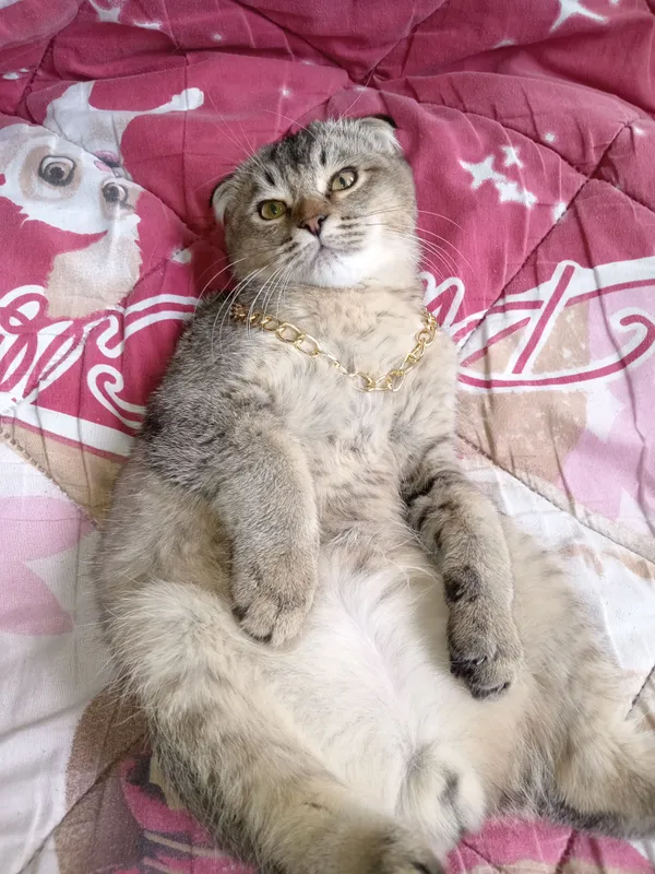 mushuk sotaman
