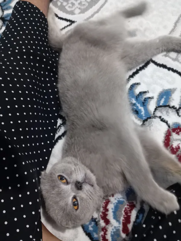 Scottish Fold mushuk sotiladi 5 Scottish Fold mushuk sotiladi 5