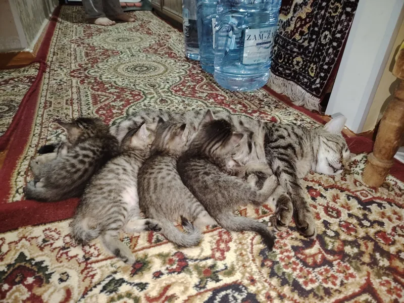 Отдам котят в хорошие руки — фото 1
