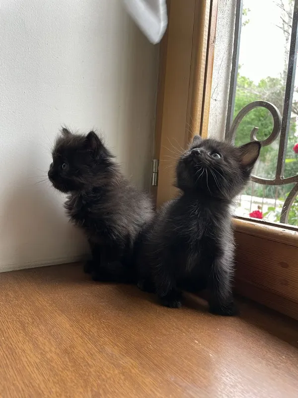 Чёрные котята,маленькие пантеры) — фото 3