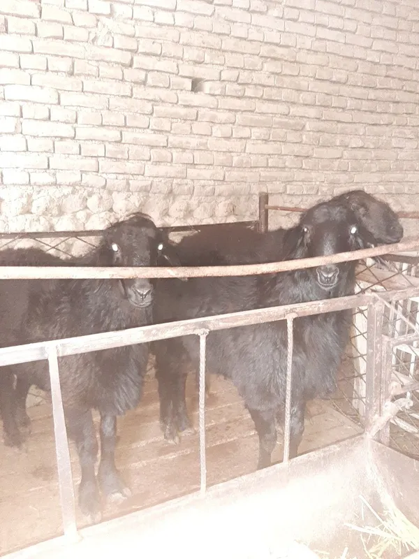 Бокани, Эхсонга яхши кучкорлар бор — фото 3