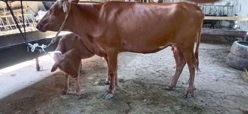 Ona bola sigirlar 2