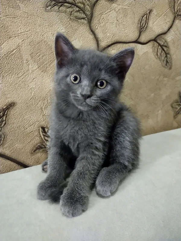 Продаются котята Скоттиш