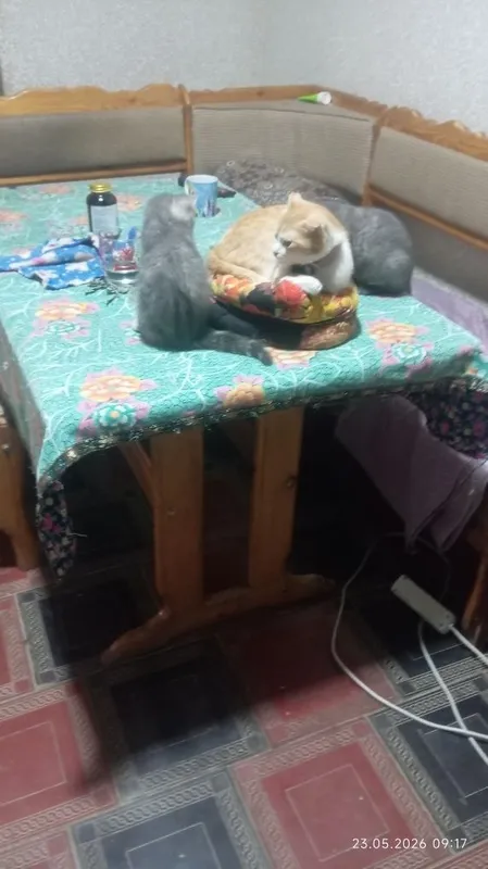 Британский кошка продается — фото 2