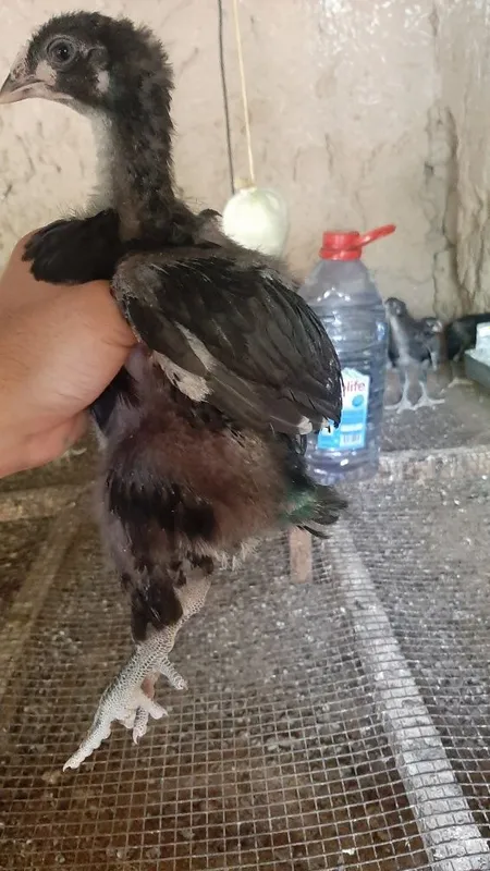 1 Oylik Gigat Qora Shahzoda zotli jojalar sotiladi