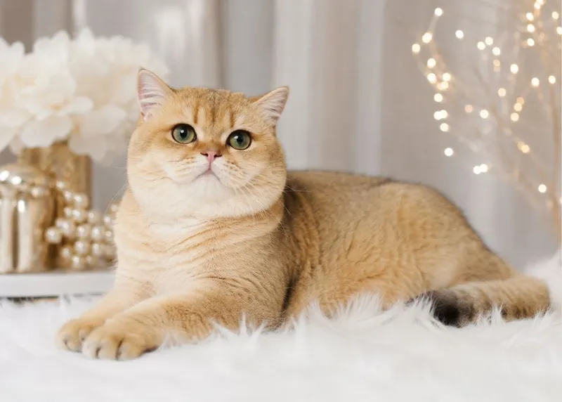 Кот на Вязку ищет невесту
