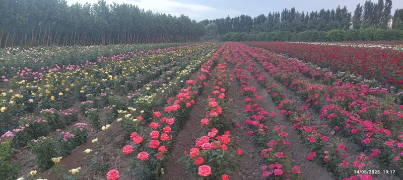Atirgul koʻchatlari bor sotiladi 16 hil tayor pachkalap koʻmilgan