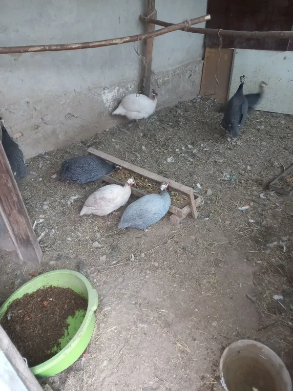 Sesarka (Tus tovuq) lar sotiladi! 2
