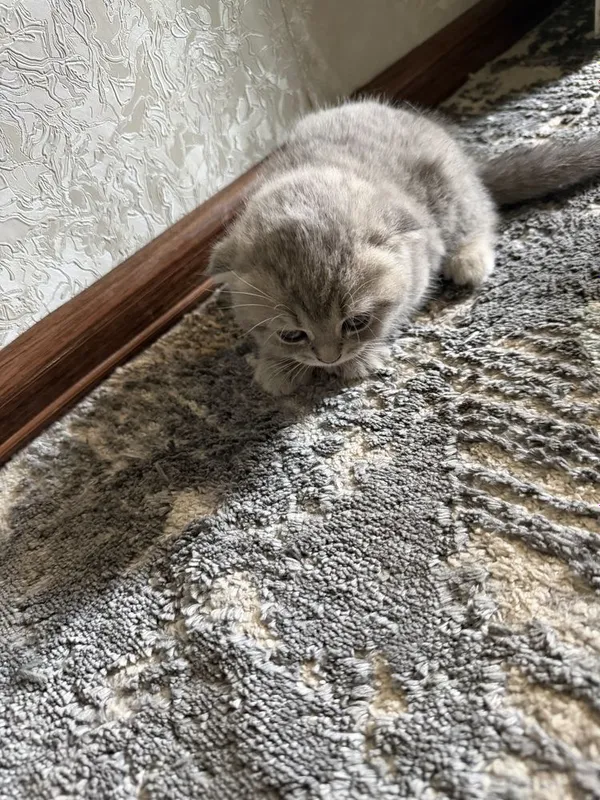 Маленький котят три штуки — фото 2