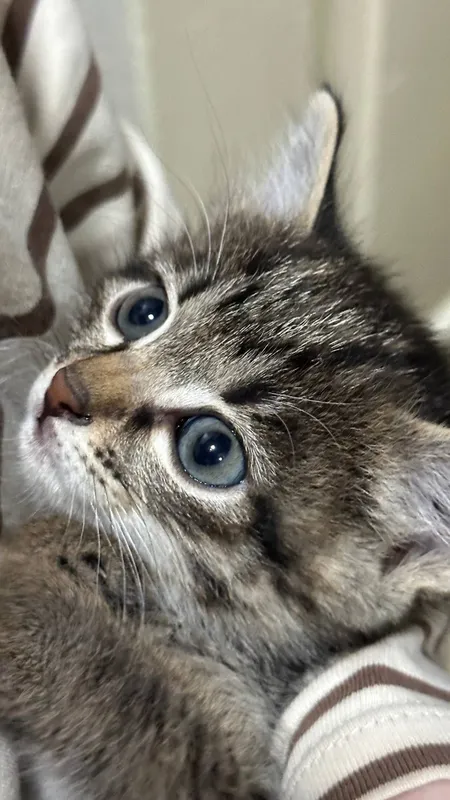 Котята, домашние, для пристройства, 1,5 месяца — фото 3