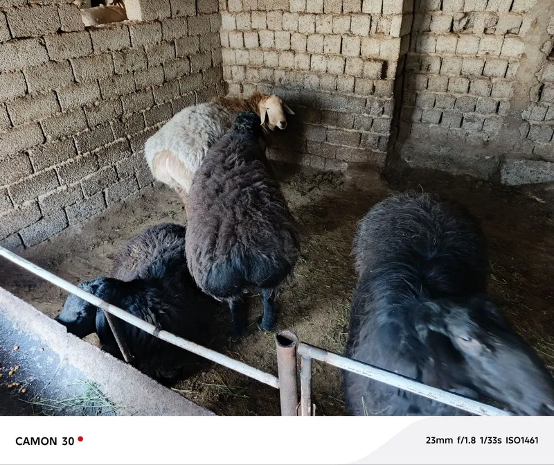 Qochqor bor sotiladigan