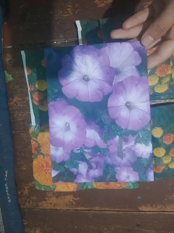 Shafran urug' / tagetes urug' / petunia urug' 3