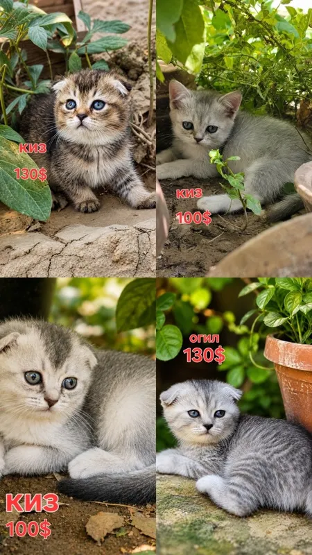 Срочно продаются котята скотиш-фонд! 1 Срочно продаются котята скотиш-фонд! 1