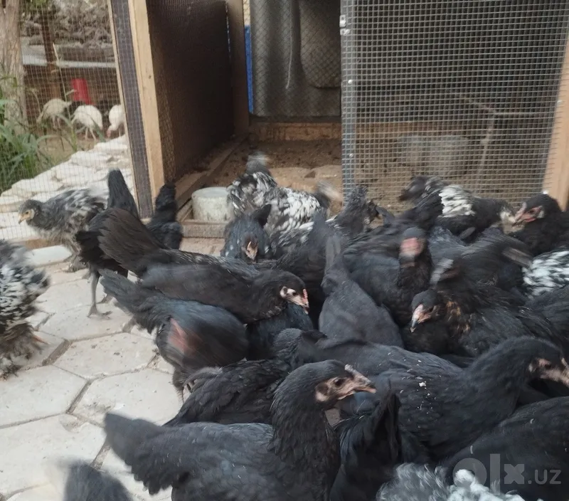 Продаются трёхмесячные цыплята чёрных кур 1 Продаются трёхмесячные цыплята чёрных кур 1