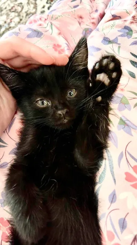 котёнок в добрые руки 1