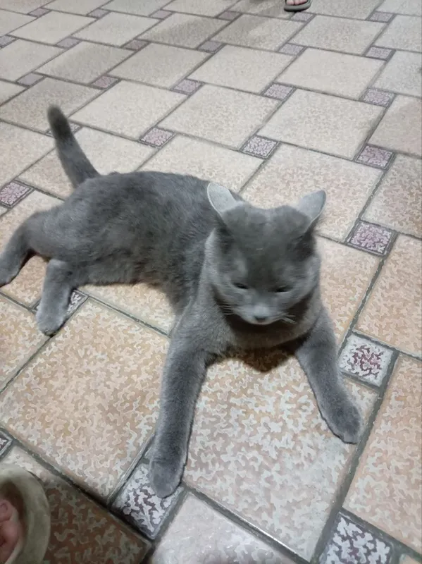 Russian Blue Mushigi — фото 3