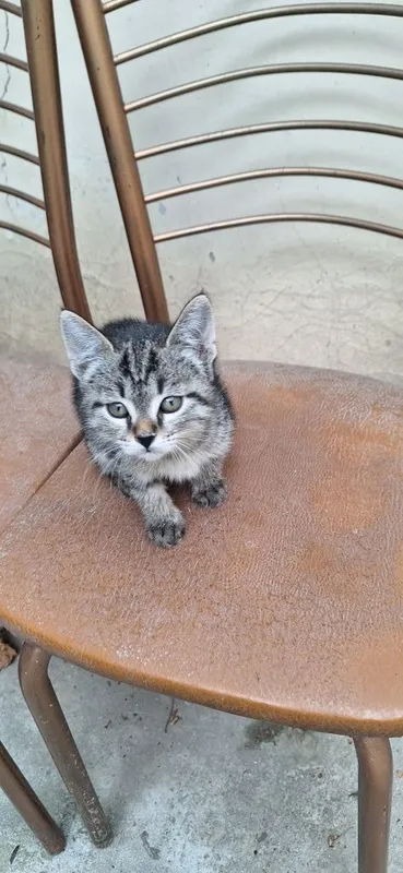 Котёнок в добрые руки мальчик 2 месяца — фото 5