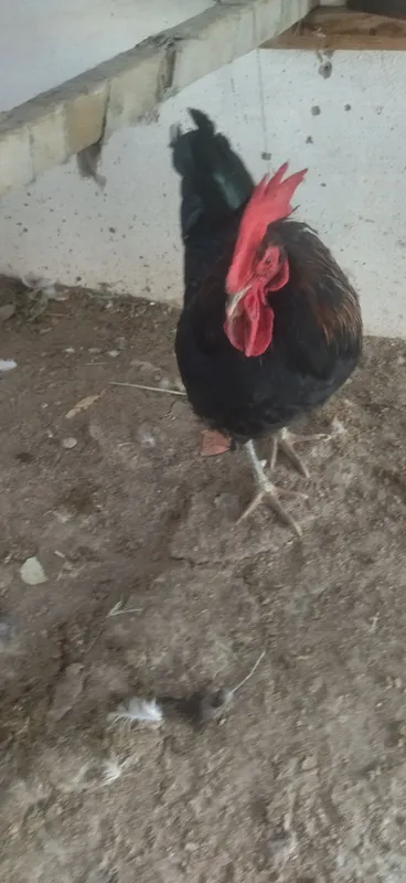 Xoʻroz urushqoq 8 oylik