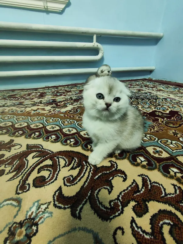 Продаются котята 4 Продаются котята 4