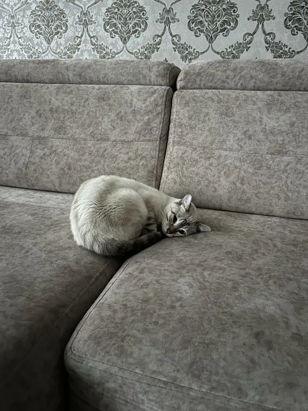 Бенгальская кошка — фото 5