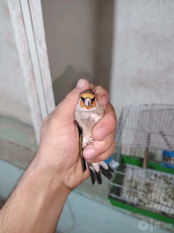 Norci sotiladi qziqanla aloqaga cqila 3 Norci sotiladi qziqanla aloqaga cqila 3