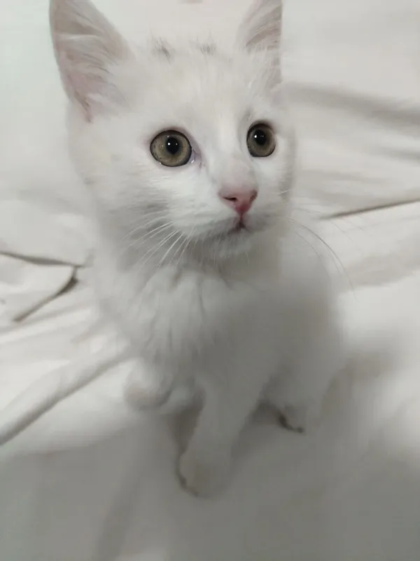 mushuk sotiladi zoti turkiy Angora