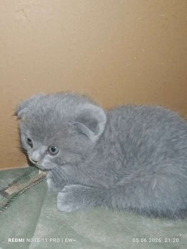 Пародистые котята