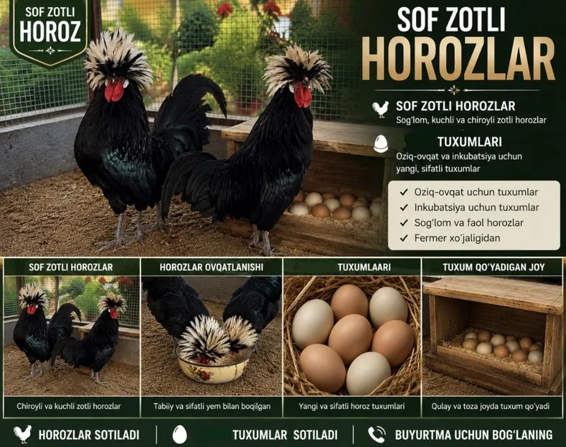 Sof Zotli Gollandiya Oq Tojli Horozlar va Tuxumlar Sotiladi 1 Sof Zotli Gollandiya Oq Tojli Horozlar va Tuxumlar Sotiladi 1