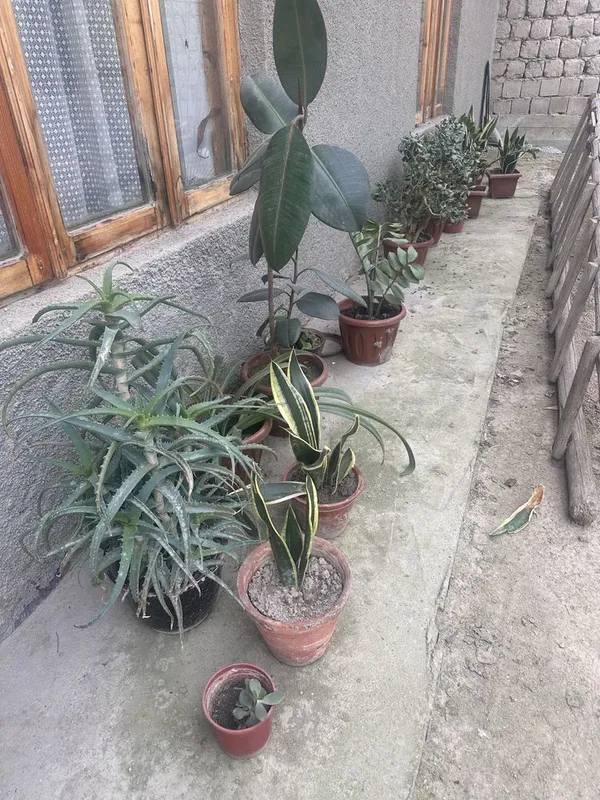 Gullar sotiladi. Arzon narxda gullar sotiladi: uy, ofis uchun, sovg‘a sifatida 4 Gullar sotiladi. Arzon narxda gullar sotiladi: uy, ofis uchun, sovg‘a sifatida 4