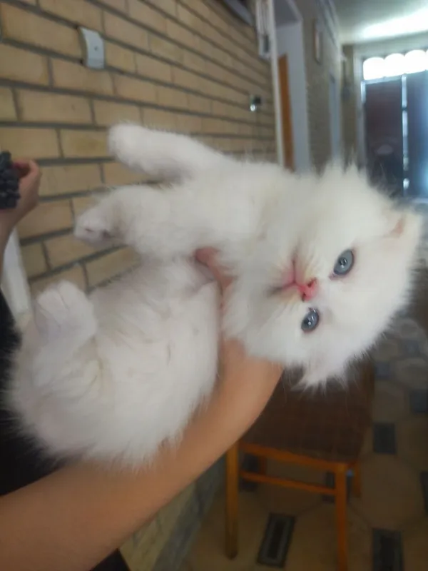 Продается Шотландские котята — фото 4