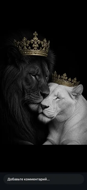 Lion 1