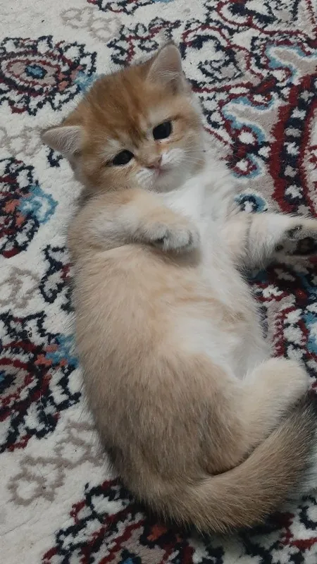 oltin chinchilla ny12 urg‘ochi mushukcha 8