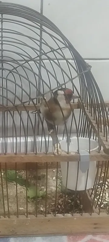 yengi kokil nar sotiladi 2 yengi kokil nar sotiladi 2