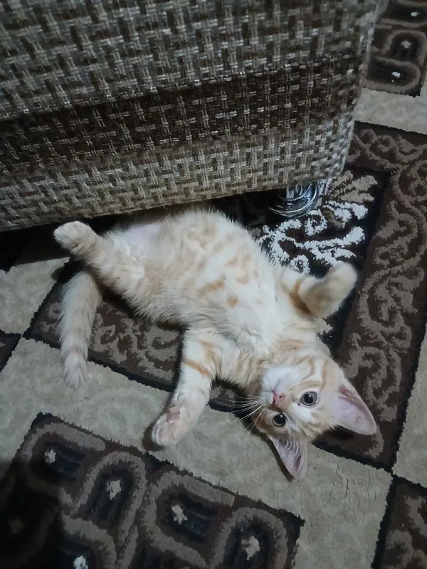 Отдадим котенка в добрые руки