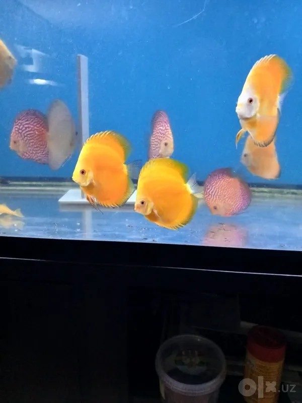 Diskuslar (golden) high body 3 Diskuslar (golden) high body 3