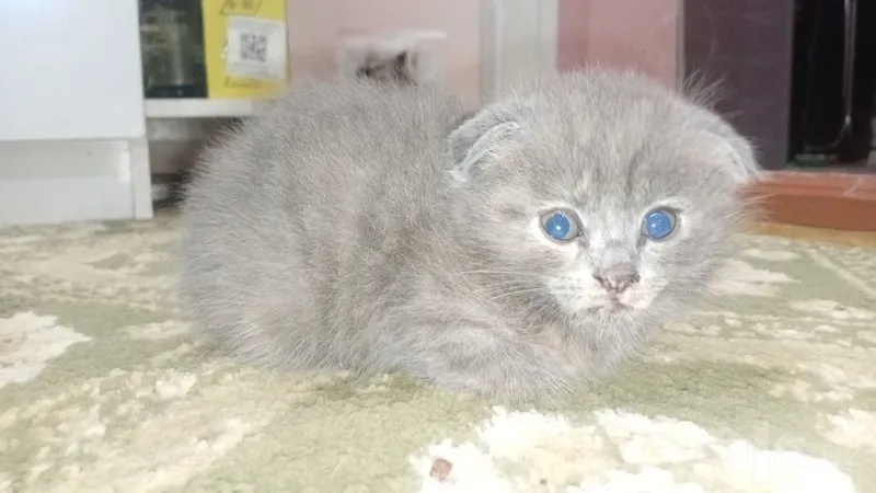 Siyamiskiy mushuk bolalari endi sutdan chiqqan 3 Siyamiskiy mushuk bolalari endi sutdan chiqqan 3