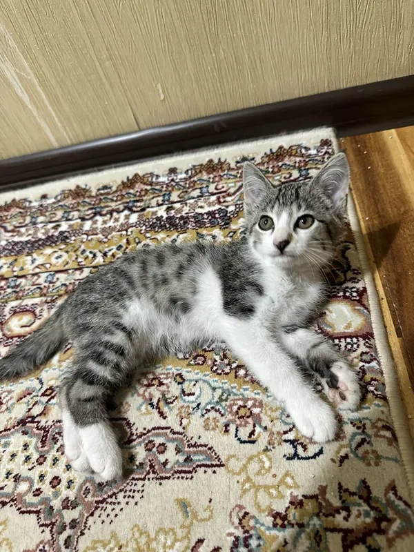 Котенок бесплатно 1