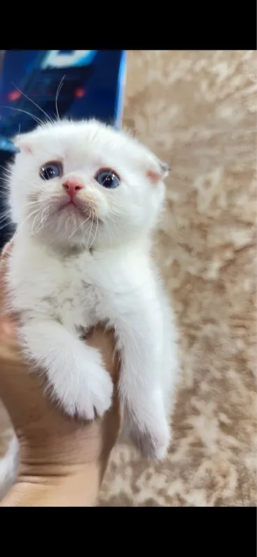 Продается котенок мальчик британец