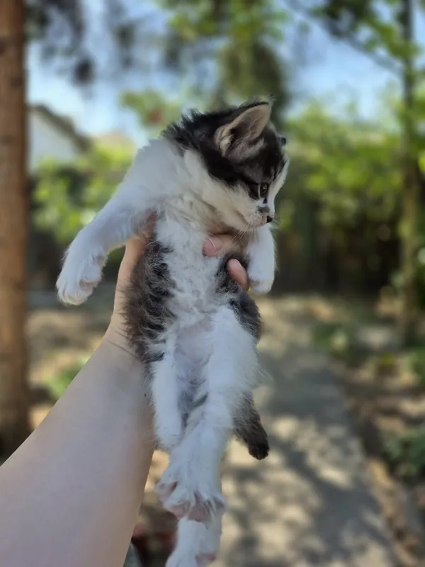 Самые красивые котята даром в лучшие руки