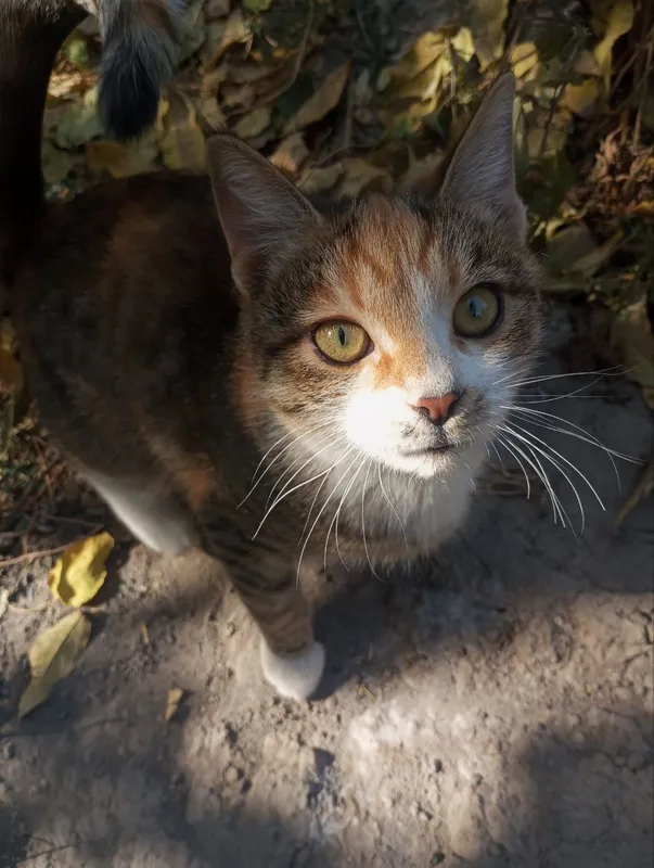 xotini mushukni korsatadi Olga Prokofieva porno